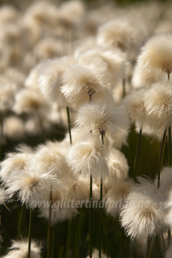 Myrull (snøull) Eriophorum scheuzeri ved Knausehøgdene nær Beitostølen.