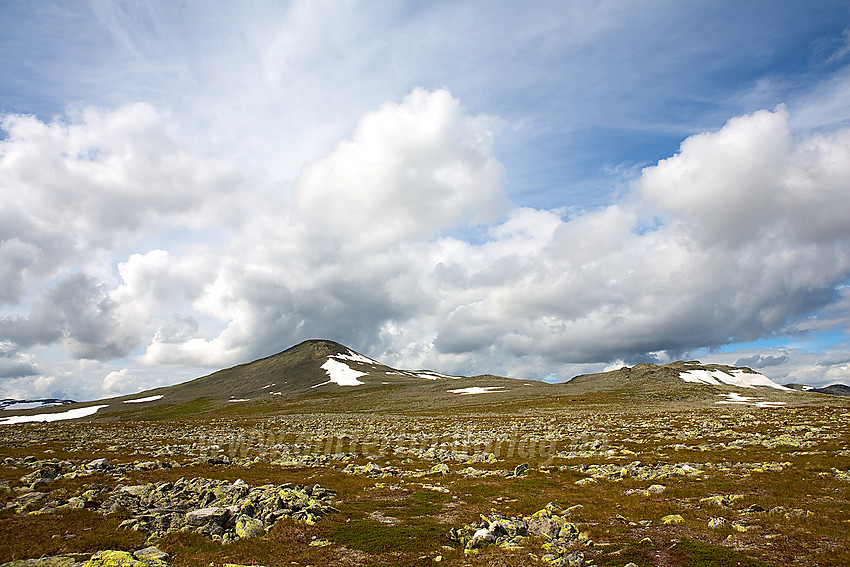 På Slettefjellet i Vang med Belgjinøse (1600 moh) i bakgrunnen.