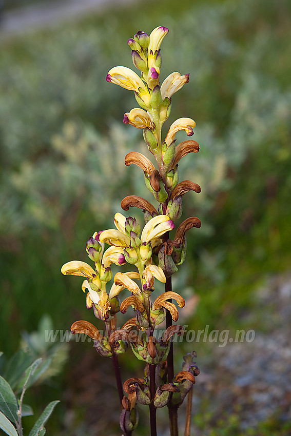 Kongsspir Pedicularis scepter-carolinus på Slettefjellet i Vang.