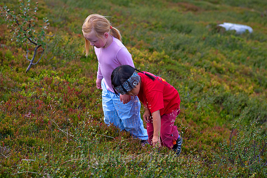 Å plukke litt blåbær underveis gjør fjellturen mer spennende. Her på vei til Smørlifjellet i Nord-Aurdal.