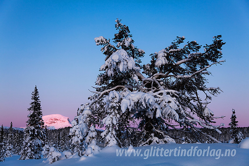 Like ved Siglovatnet med en meget dekorativ furu i forgrunnen. I bakgrunnen Rundemellen med morgensol på.