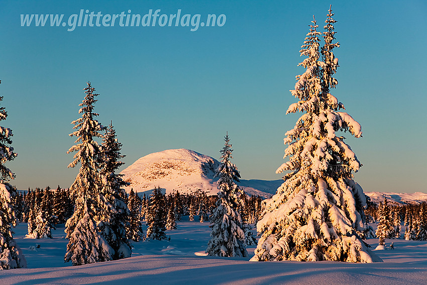 Like ved skiløypa mellom Juvik og Dalen en desembermorgen. Rundemellen (1345 moh) ses i bakgrunnen.