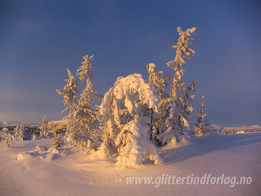 Vinterkledd treklynge på Skardåsen i Nord-Aurdal.