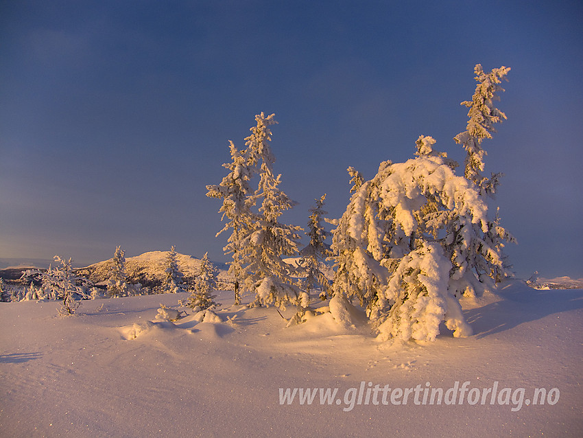 Vinterkledd treklynge på Skardåsen i Nord-Aurdal. I bakgrunnen ses Skarvemellen.