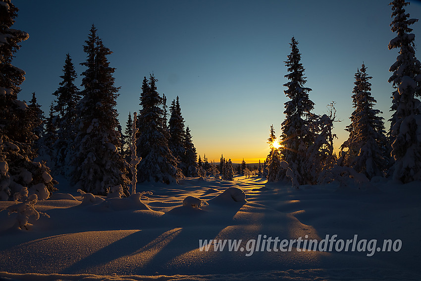 I løypa fra Heimåsgrinda mot Skardåsen med flott kveldssol gjennom de snøtunge grantrærne.