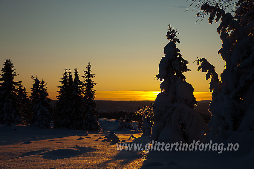 Oppunder Skardåsen i Nord-Aurdal med herlig vinterskog i motlys.