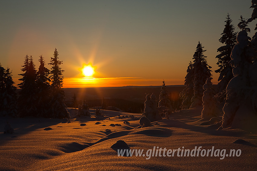 Oppunder Skardåsen i Nord-Aurdal med herlig vinterskog i motlys.