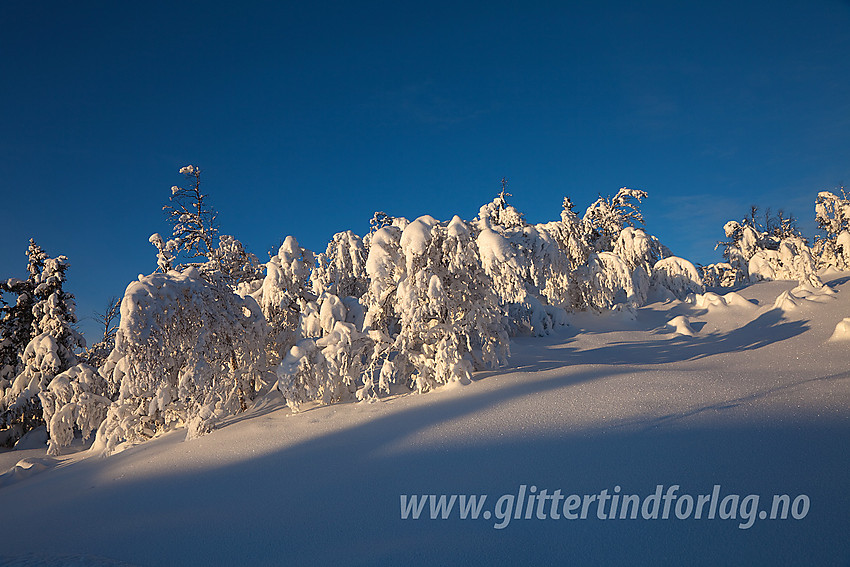 Vinterkledd fjellbjørkeskog sett fra løypenettet nær Vaset. Her ikke så langt fra Syni.