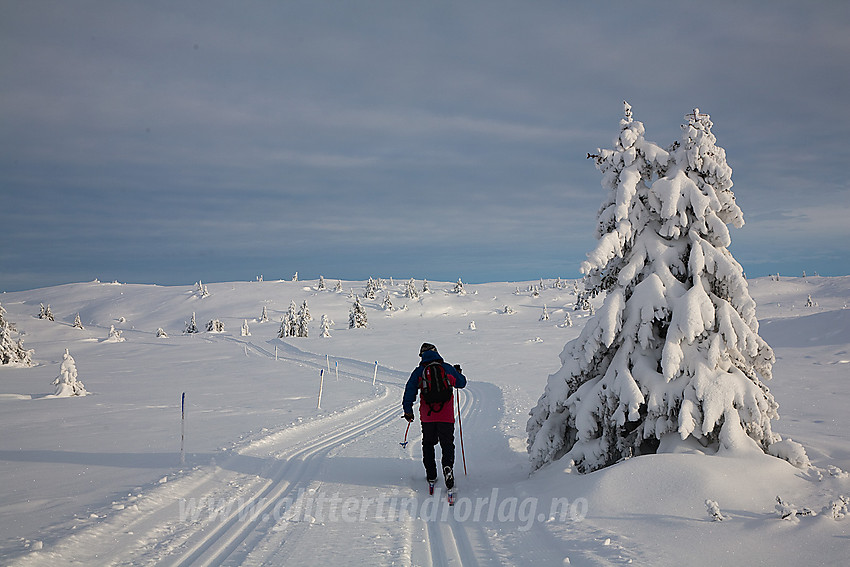 Skiløper på flata nord for Smørlifjellet, et kjempeflott skiterreng.