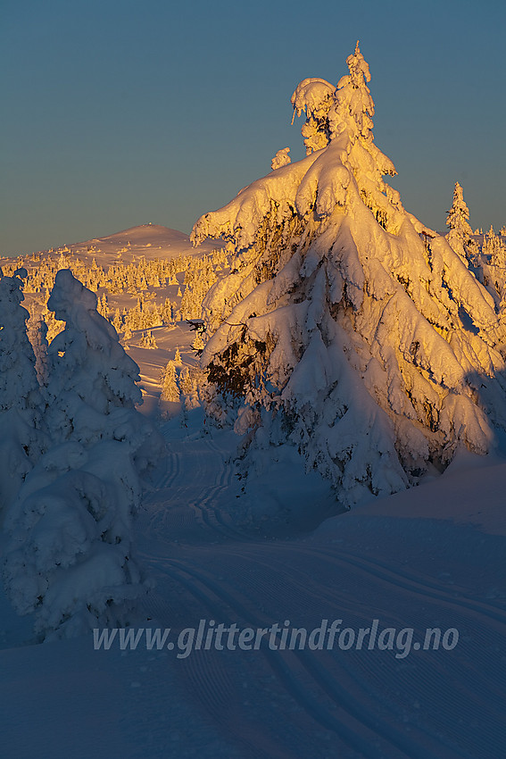 Eventyrskog på Aurdalsåsen, litt nordvest for Bjørgovarden, en januarmorgen.