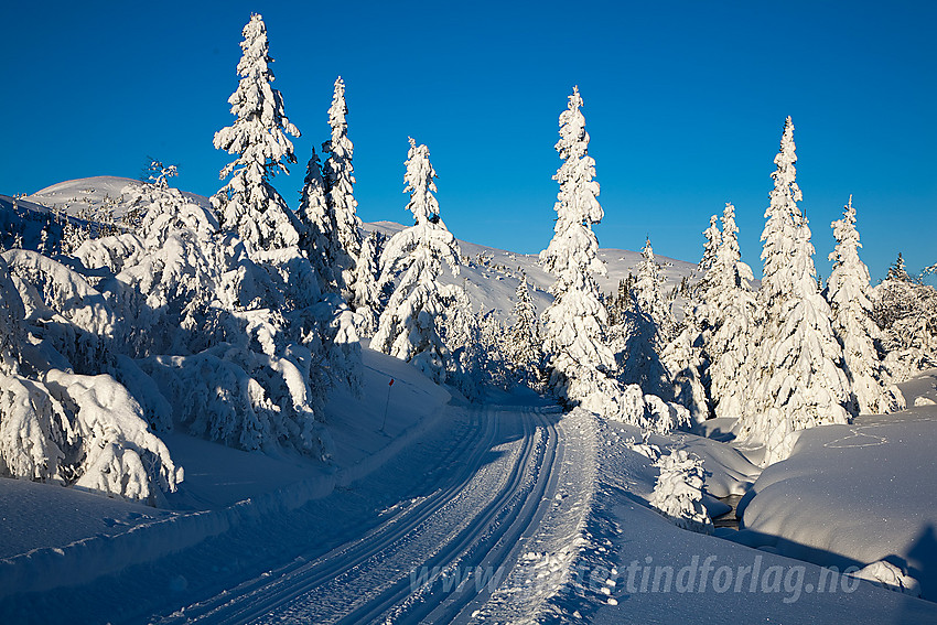 I løypenettet til Kruk og Aurdal løypelag litt nedenfor Ividalsvatnet.