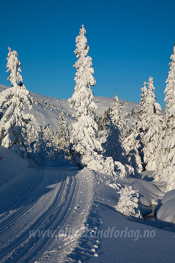 I løypenettet til Kruk og Aurdal løypelag litt nedenfor Ividalsvatnet.