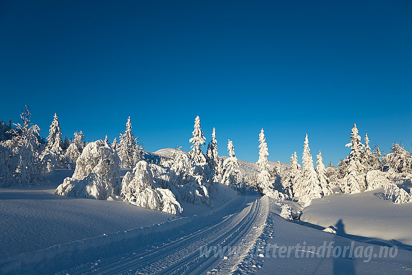 I løypenettet til Kruk og Aurdal løypelag litt nedenfor Ividalsvatnet.