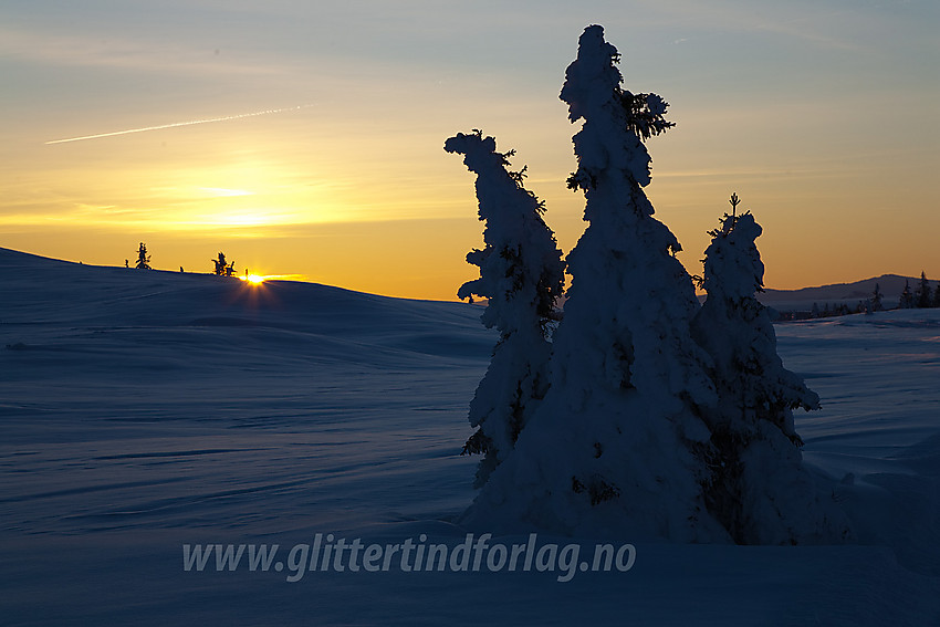 Dekorative grantrær på Smørlifjellet en januarkveld.