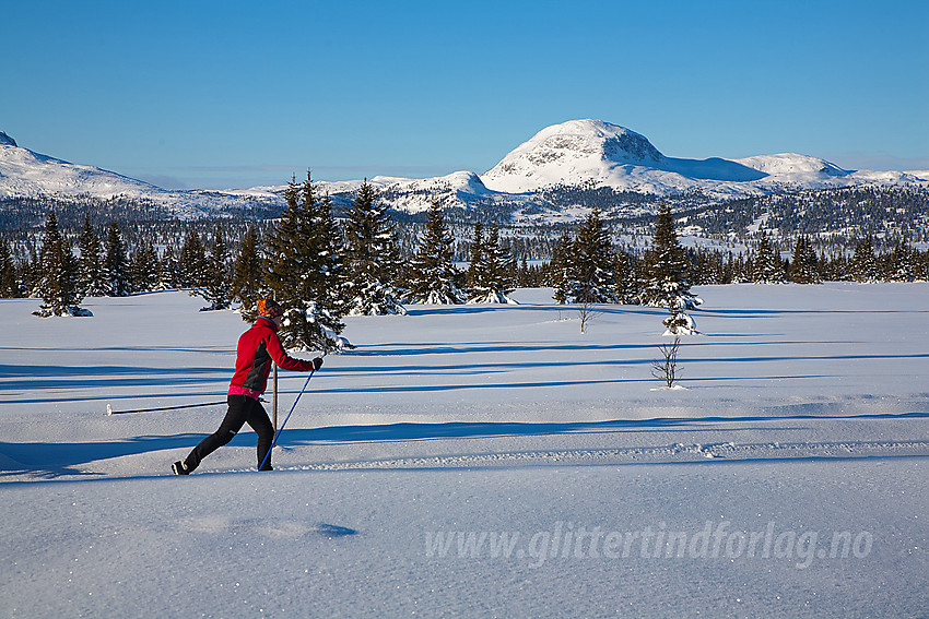 I Tansbergrunden, ikke langt fra Vinjaråsen, med Rundemellen (1345 moh) i bakgrunnen.