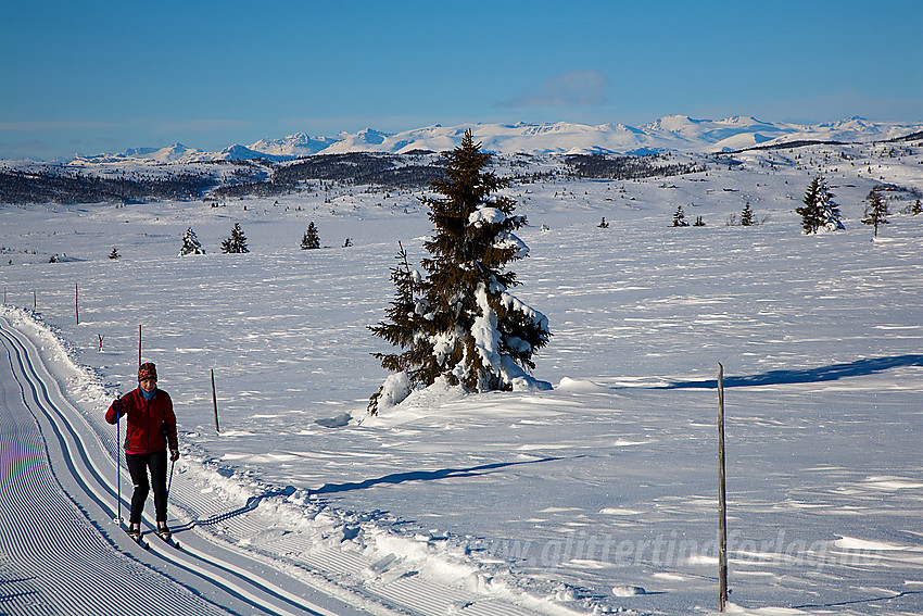 På vei opp mot høydedraget like nord for Bjørnhovda i Tansbergrunda er det en fantastisk utsikt mot Jotunheimen.