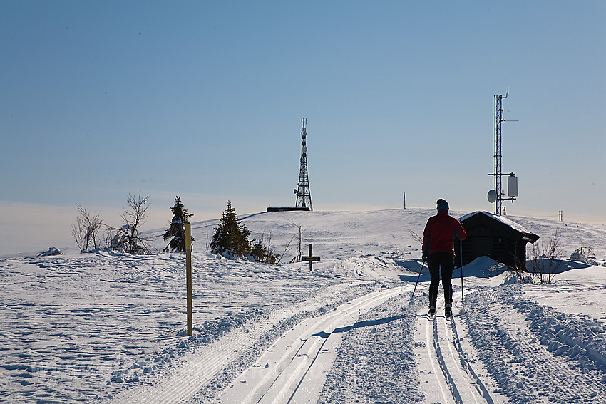 På Storhovd med Ålfjell (1137 moh) i bakgrunnen.