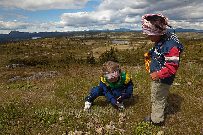 Nysgjerrige studier av naturgjødsel på vei ned fra Goaren i Etnedal. I bakgrunnen skimtes bl.a. Rundemellen, Jotunheimen og Skaget.