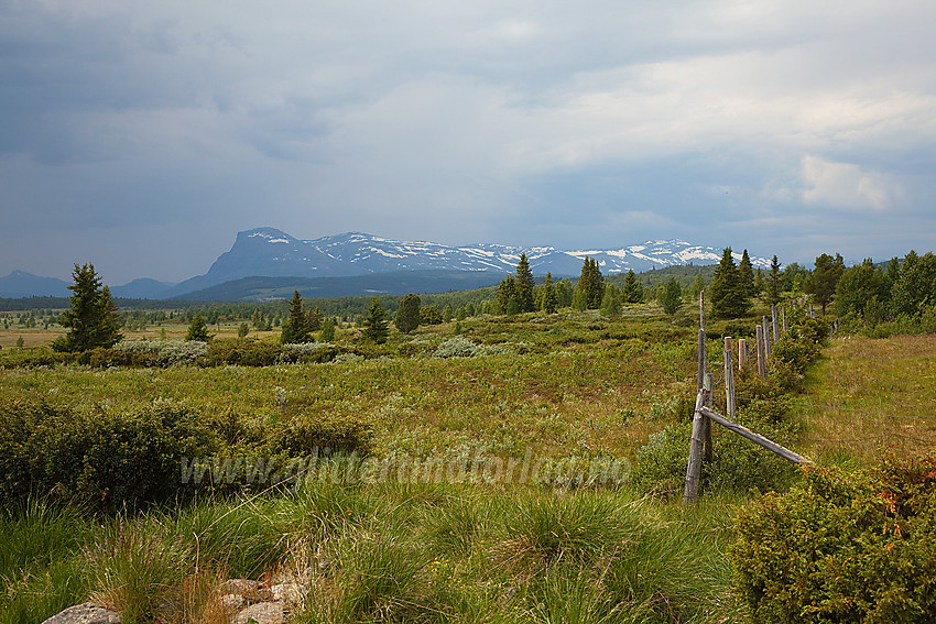 På Stølsvidda i Nord-Aurdal med Skogshorn i bakgrunnen. Bildet er tatt like ved Tyrisholt.