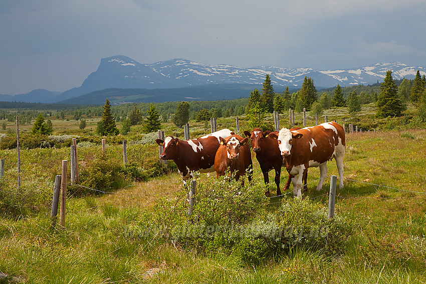 Like ved Tyrisholt på Stølsvidda i Nord-Aurdal med Skogshorn i bakgrunnen.