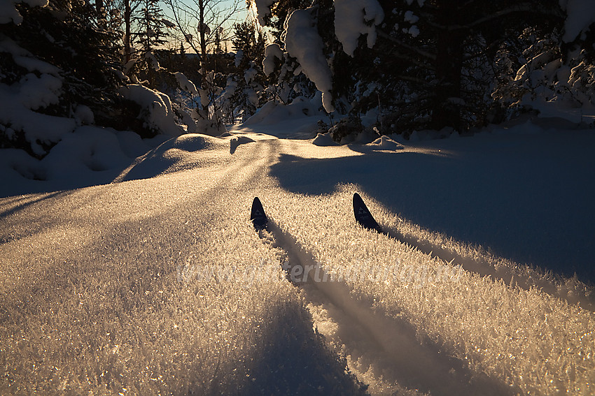 Flotte snøkrystaller. Her i skogen like ved Yddin feriehytter.