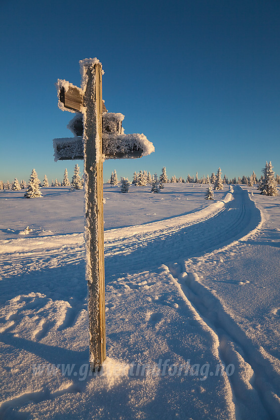 Løypekryss i løypenettet til Tisleidalen løypelag på Hermannshovda.