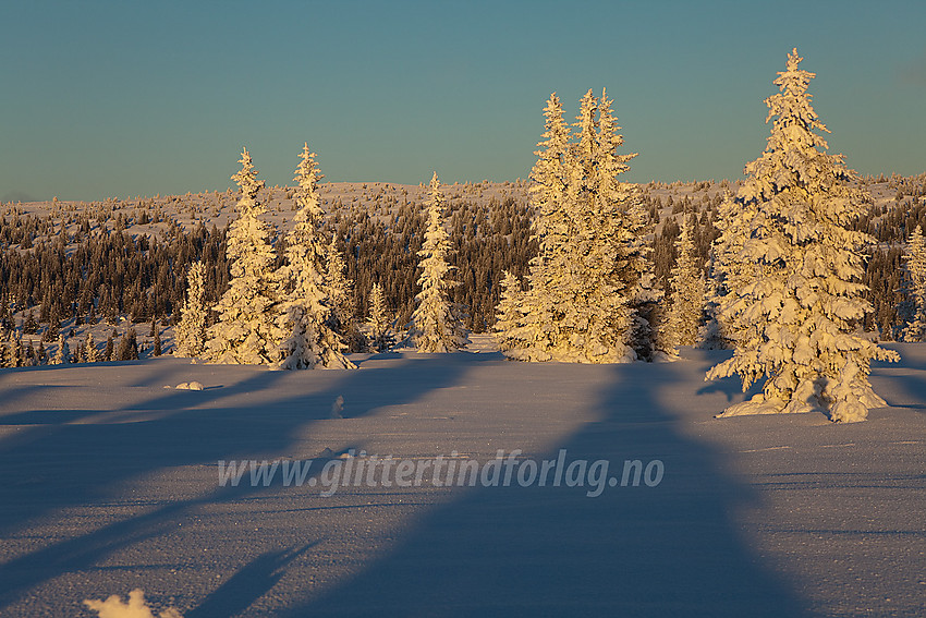 På Hermannshovda i Tisleidalen løypelag sitt løypenett med flott vinterskog i forgrunnen og Gribbehaugen (1057 moh) i bakgrunnen.