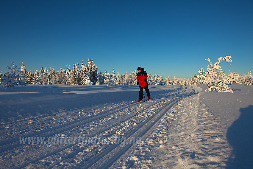 Skiløper i løype fra Vasetdansen mot Hærevatnet en flott januardag.