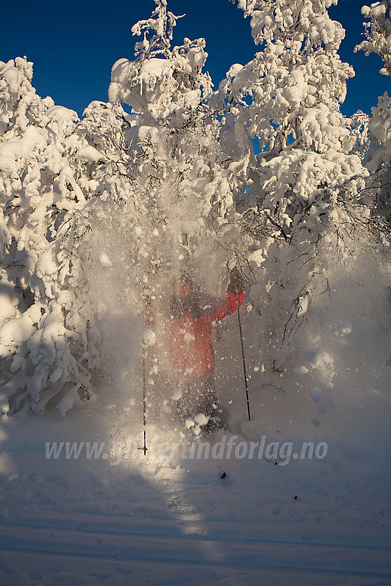 Snødusj under snøtunge fjellbjørker ved skiløypa langs Hærevatnet i Nord Aurdal kommune.