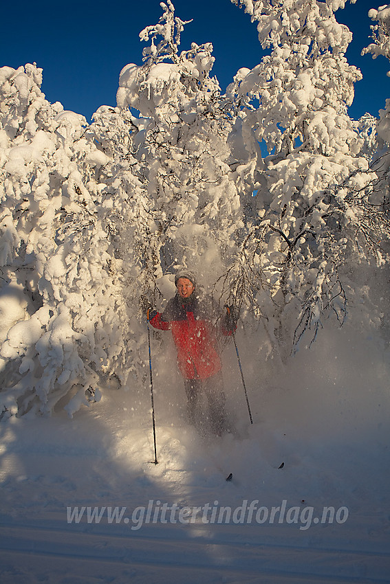 Snødusj under snøtunge fjellbjørker ved skiløypa langs Hærevatnet i Nord Aurdal kommune.