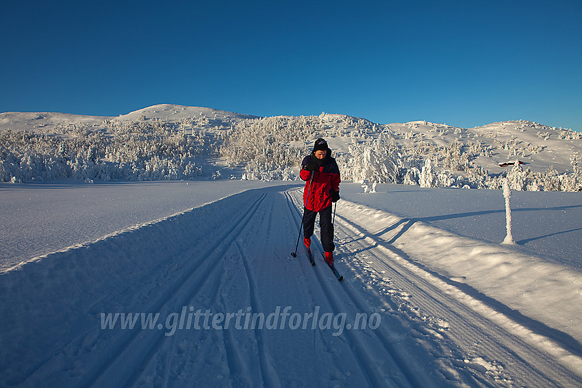 I løypenettet til Tisleidalen løypelag med Haugsetfjellet i bakgrunnen.