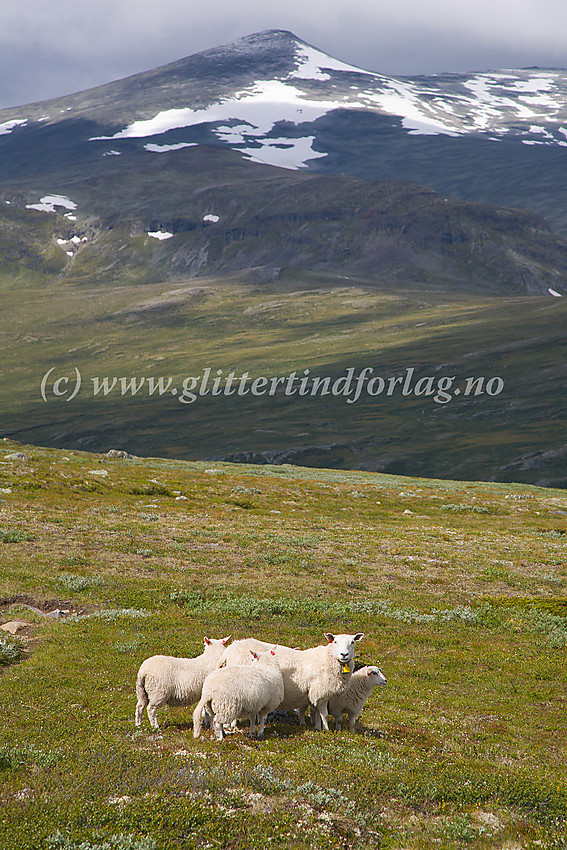 Undrende sau like ved stien Bessheim/Gjendesheim - Glitterheim i lia ned mot Russdalen. I bakgrunnen Nautgardstinden (2258 moh.).