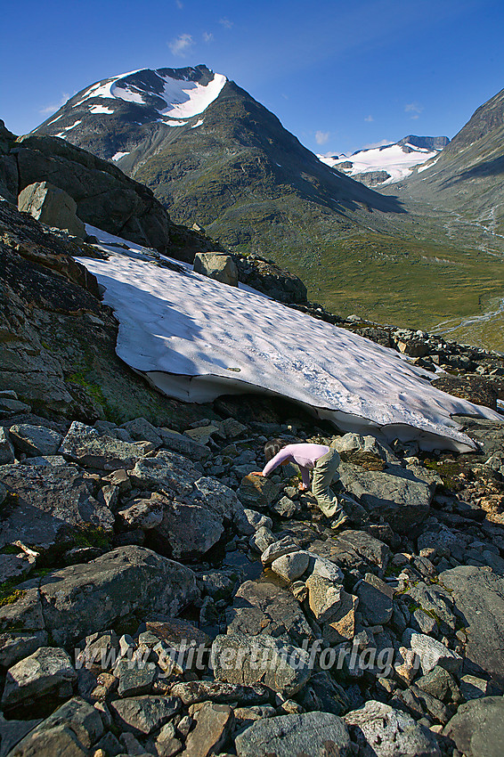 Liten tass boltrer seg i steinrøysa like nedenfor Hellstuguhaugen. I bakgrunnen er Styggehøe (2213 moh) mest fremtredende.