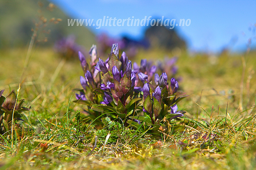 Bakkesøte Gentianella campestris i Visdalen.