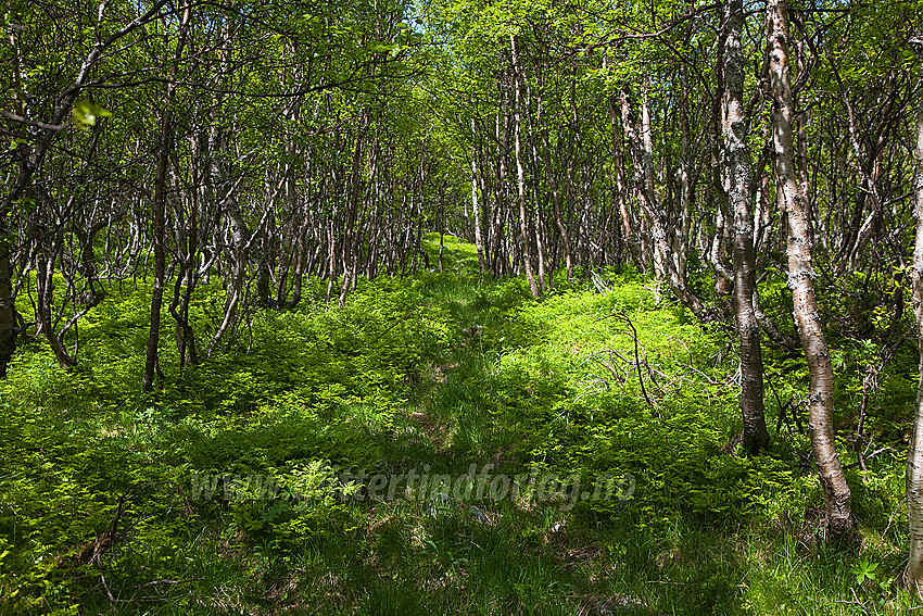 På sti vest for Leineåne ytterst i Sanddalen ved foten av Skutshorn.