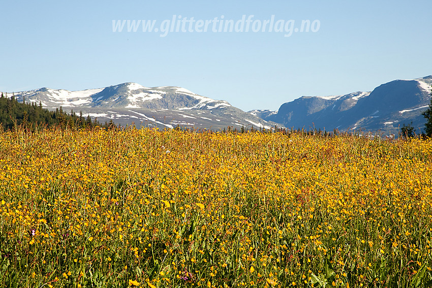 Blomstereng med Vennisfjellet i bakgrunnen.