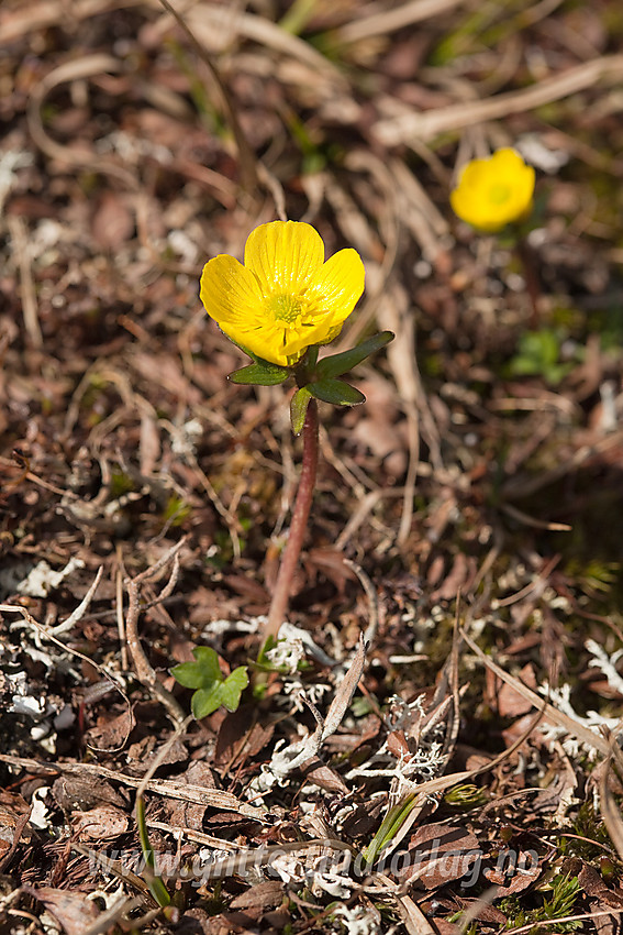 Snøsoleie (Ranunculus nivalis på Gilafjell.