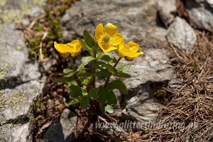 Snøsoleie (Ranunculus nivalis på Gilafjell.