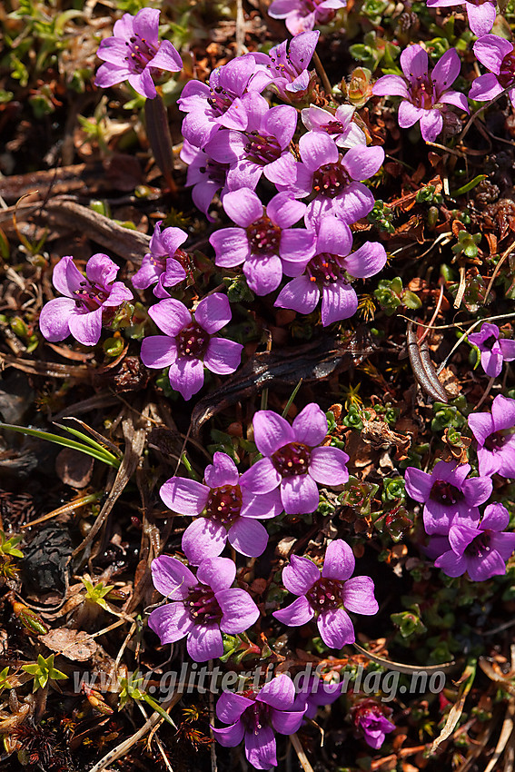 Rødsildre Saxifraga oppositifolia på Gilafjellet i Vestre Slidre.