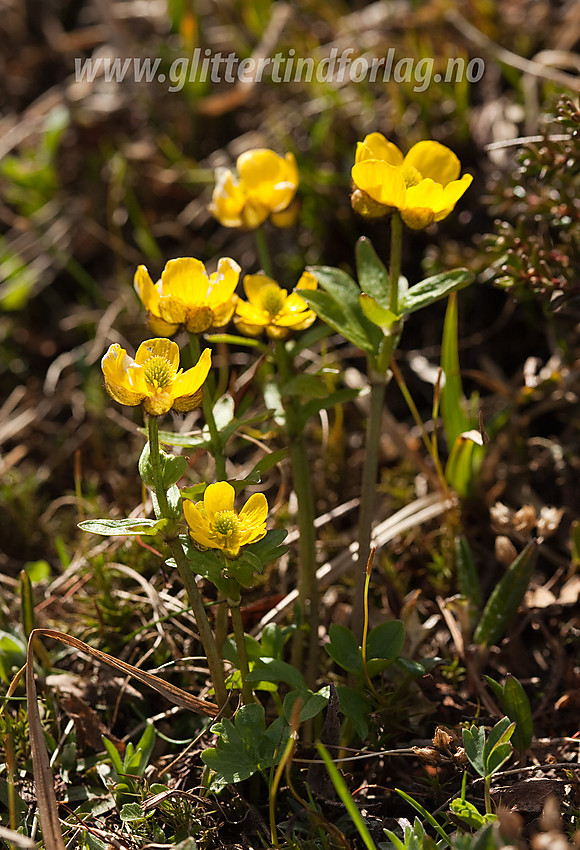 Snøsoleie (Ranunculus nivalis på Gilafjell.