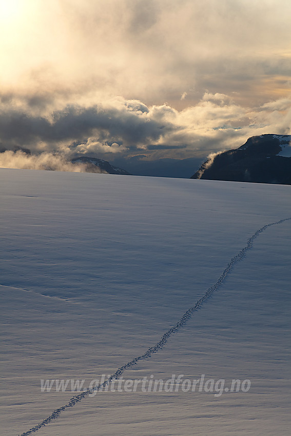 Kveldsstemning på Jostedalsbreen etter en tur på Lodalskåpa. Til høyre ses sporene våre mot Brattbakken, mens dalsøkket i midten skjuler Bødalen, senere Lodalen.