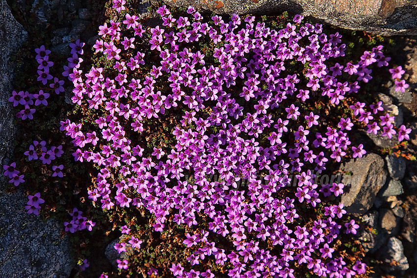 Tue med Rødsildre Saxifraga oppositifolia øverst i Visdalen.