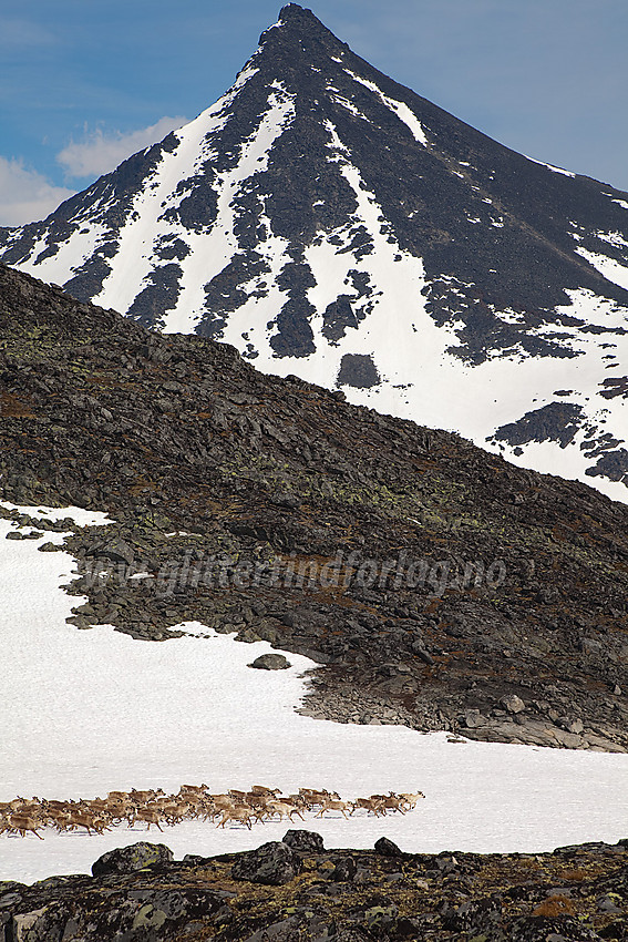 Reinsdyr på vei over Kyrkjeoksle. Visbreatinden (2234 moh) i bakgrunnen.