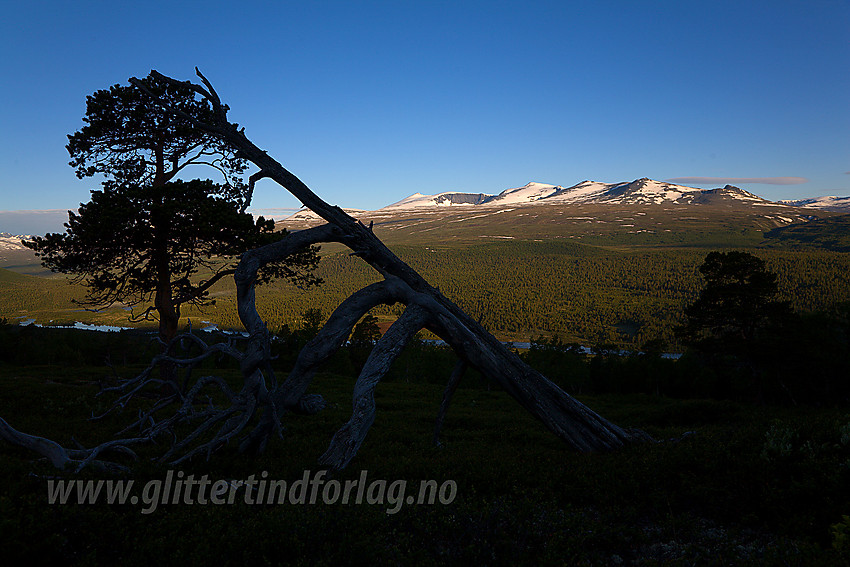 Øst for Sjoa med Nautgardstinden og Stornubbane i bakgrunnen.