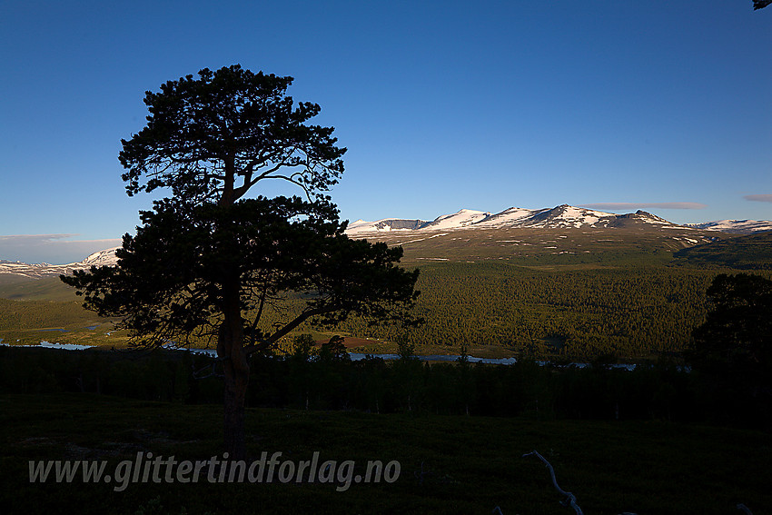 Stolt furu oppe i lia på østsiden av Sjoa med fjellene på andre siden badet i morgensol.