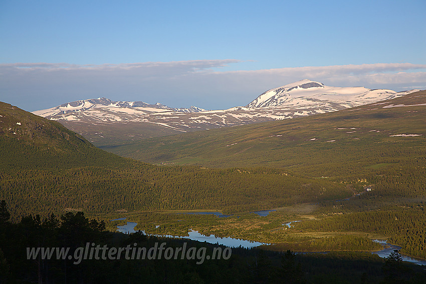 Oppe i lia på østsiden av Sjoa en sommermorgen med utsikt oppover dalen mot Gjendealpene og Besshøe.