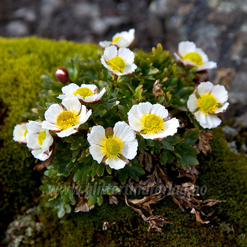 Issolleie (Ranunculus glacialis) helt oppunder Galdhøpiggen på ca. 2300 moh. Det er funnet issoleie enda et stykke lenger opp på Galdhøpiggen.