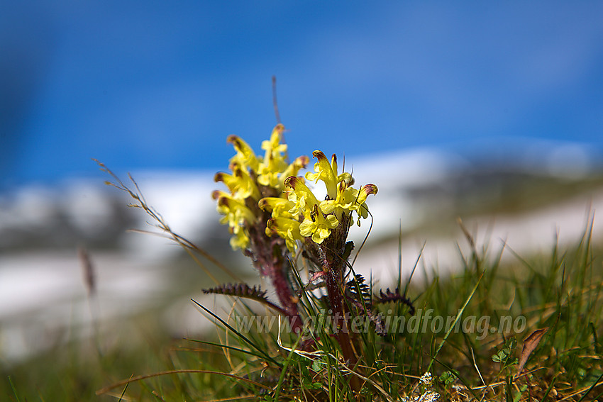 Gullmyrklegg Pedicularis oederi like ovenfor Glitterheim.