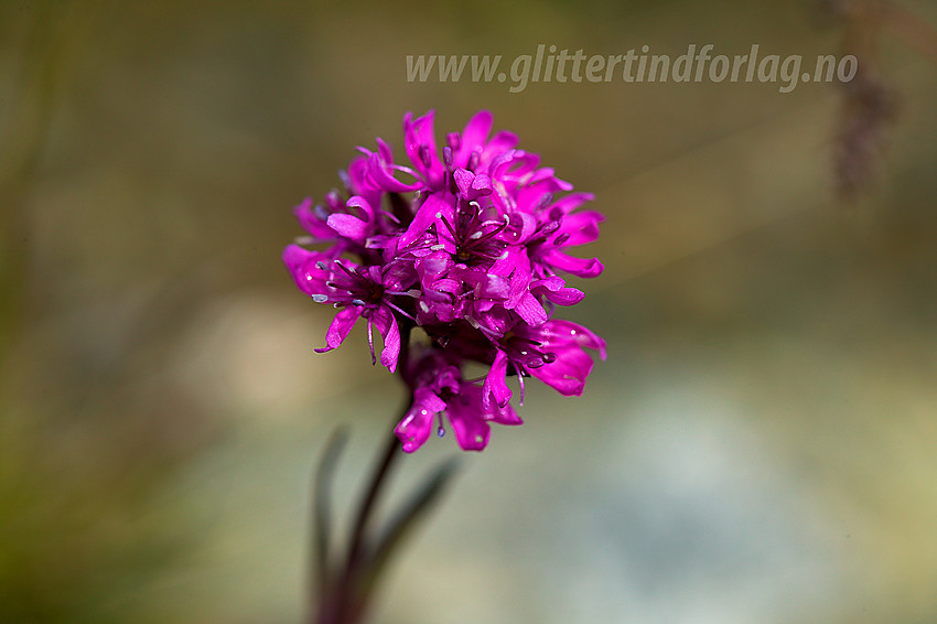 Fjelltjæreblom (lychnis alpina) i Smådalen.