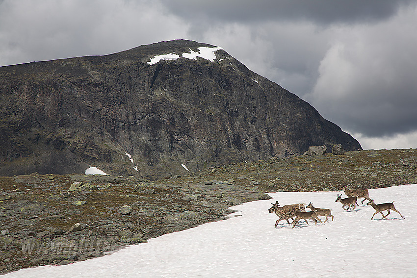 Reinsdyr i sprang over snøfelt med Lauvhøe (1991 moh) i bakgrunnen.